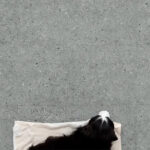 Βινυλικό Δάπεδο SPC ARBITON AVEIRO GREY, 914 x 457 x 5mm 23, 33, 42 Class - Image 2